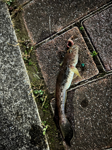 マハゼの釣果