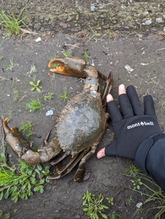 カニの釣果