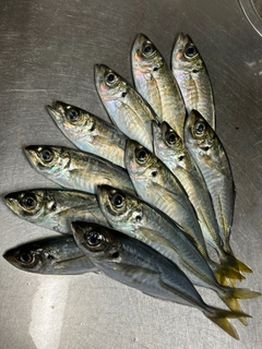 アジの釣果