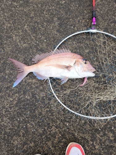 タイの釣果