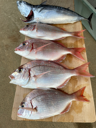 マダイの釣果