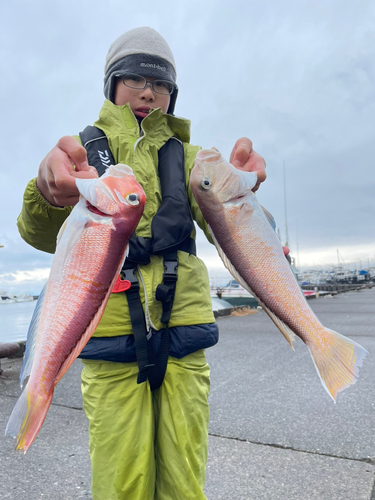 シロアマダイの釣果