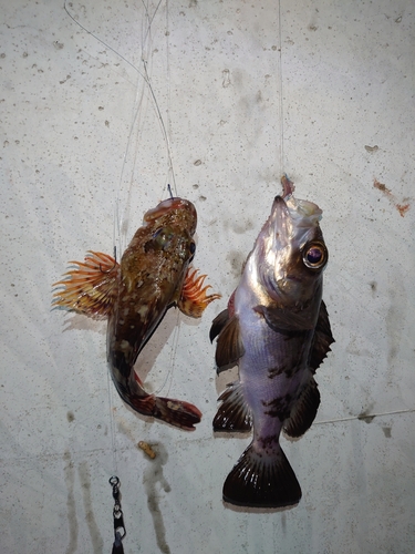 メバルの釣果