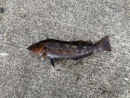 アイナメの釣果