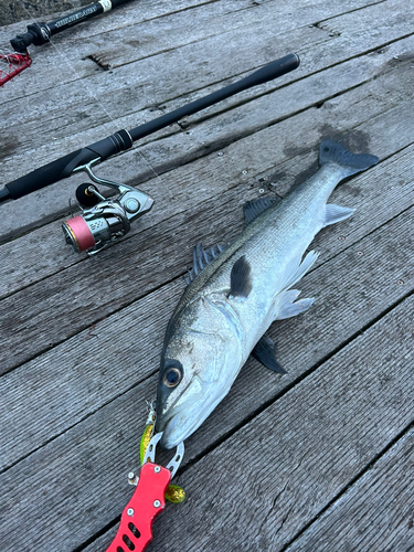 シーバスの釣果