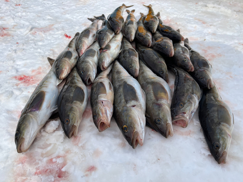 ホッケの釣果