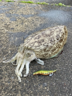 コウイカの釣果