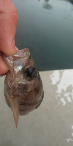 シロメバルの釣果