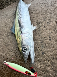 サゴシの釣果