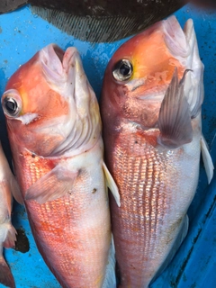 アマダイの釣果