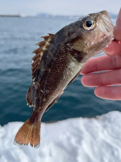 ガヤの釣果