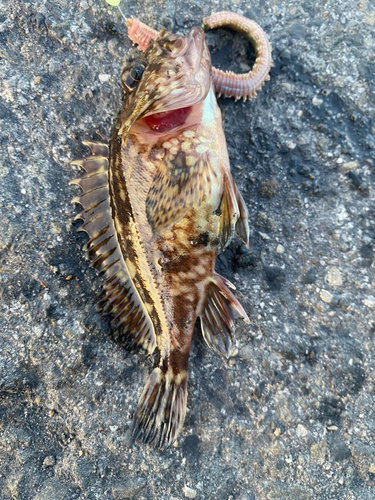 カサゴの釣果