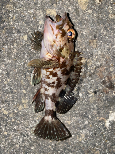 カサゴの釣果