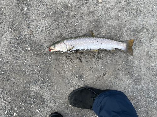 アメマスの釣果