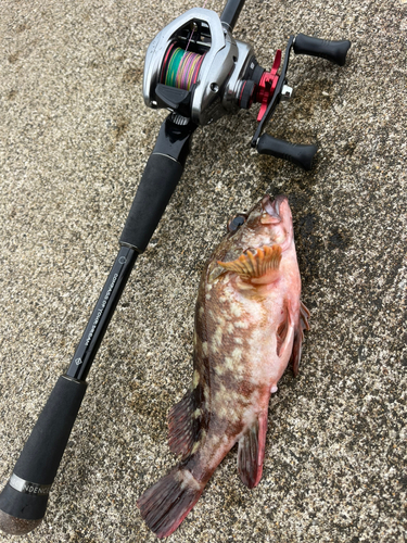 カサゴの釣果