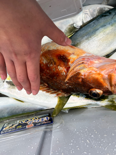 ウッカリカサゴの釣果