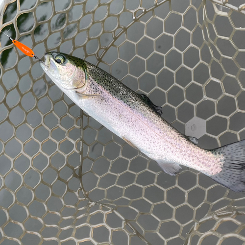 ニジマスの釣果