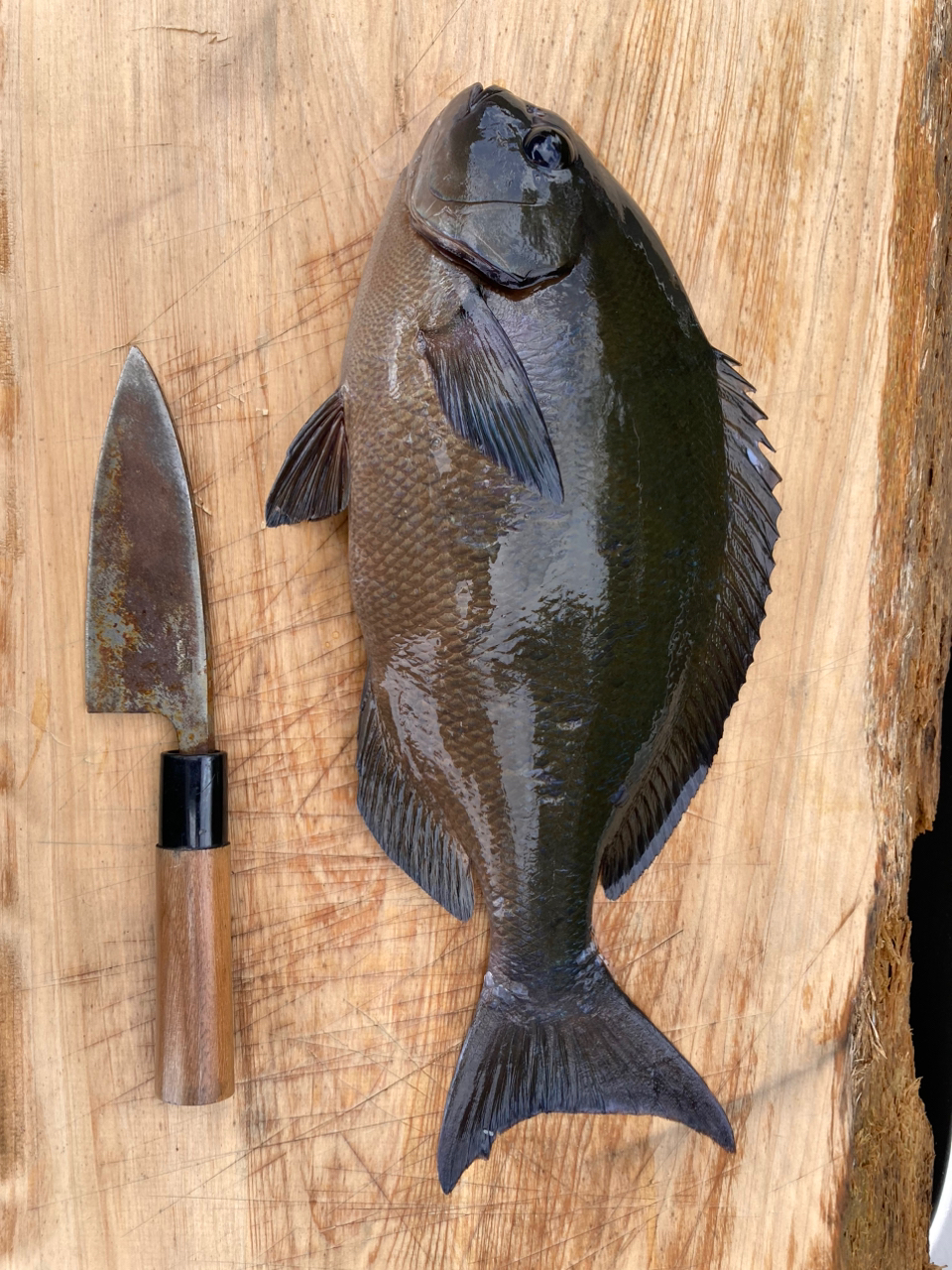 DAIWA 18VIP ISO AGS TYPE3の最安値・インプレ・釣果 | 本音の