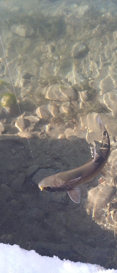 アメマスの釣果