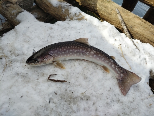 アメマスの釣果