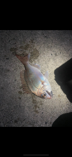 タイの釣果