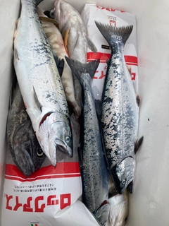 ウミサクラの釣果