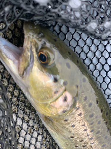 ブラウントラウトの釣果