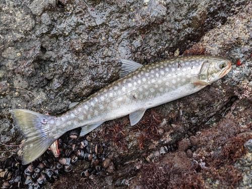 アメマスの釣果