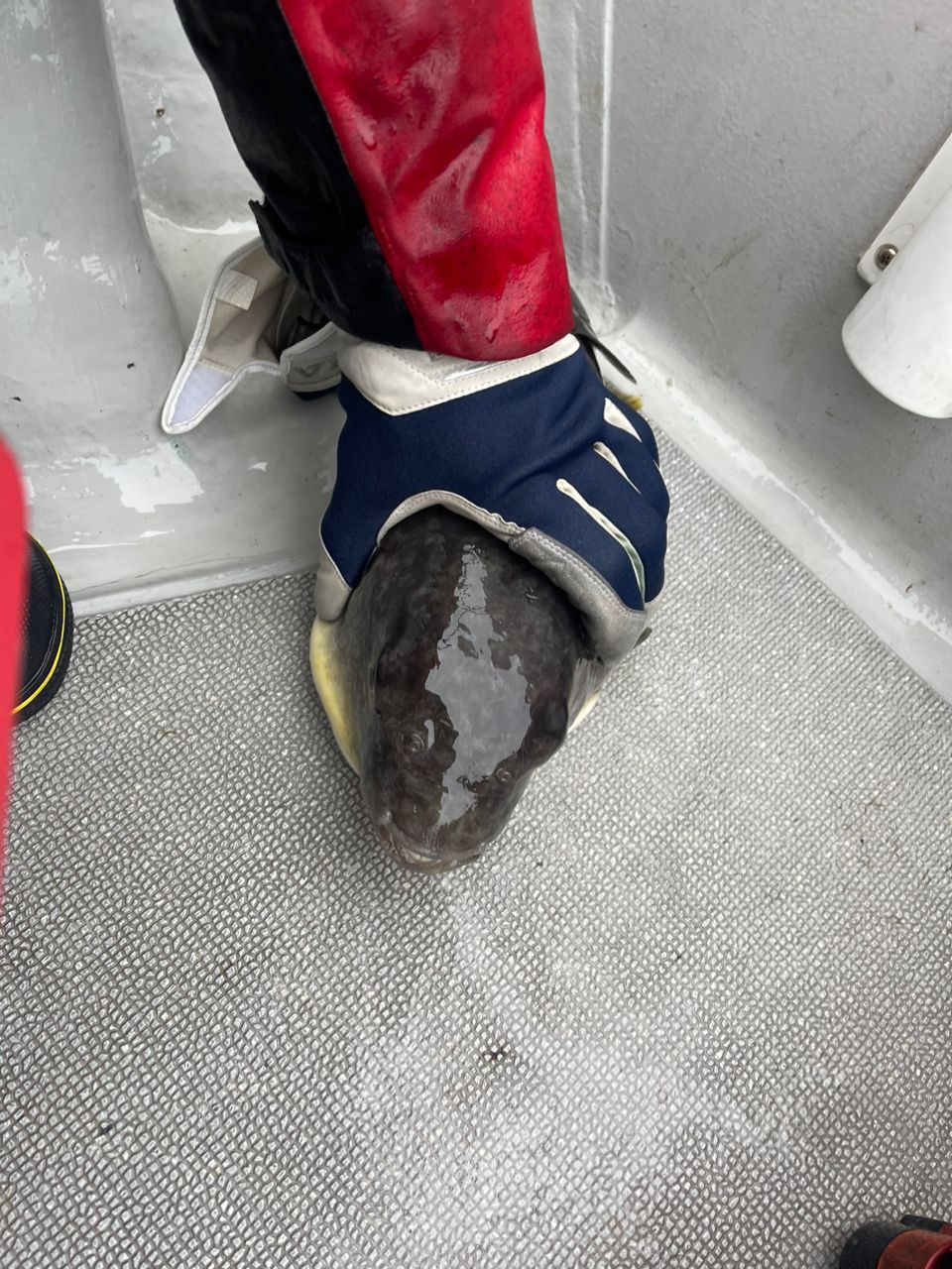 H-takanori93さんの釣果 2枚目の画像