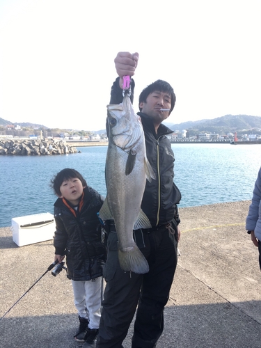 ヒラスズキの釣果