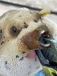 コクテンフグの釣果