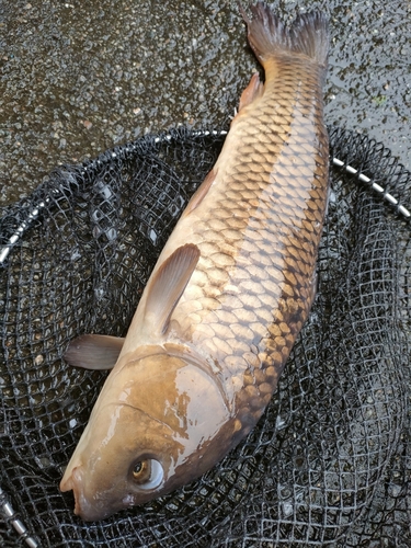 コイの釣果