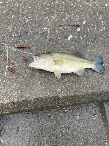 ラージマウスバスの釣果