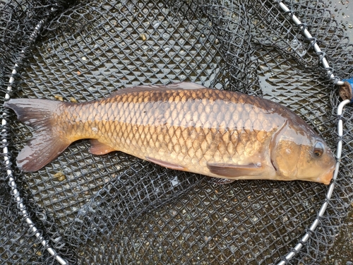 コイの釣果