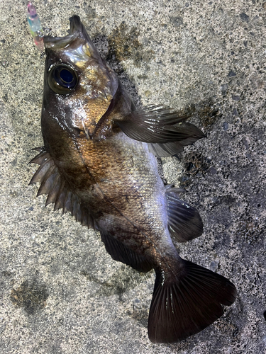 メバルの釣果