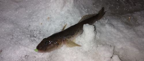 ハゼの釣果