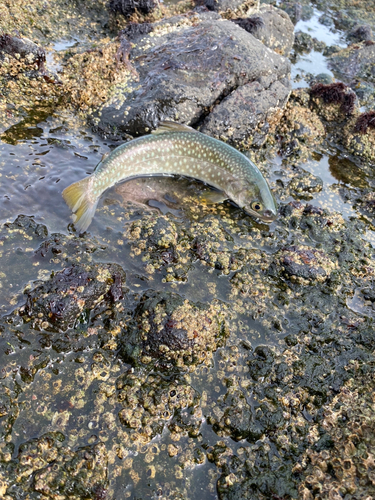 アメマスの釣果