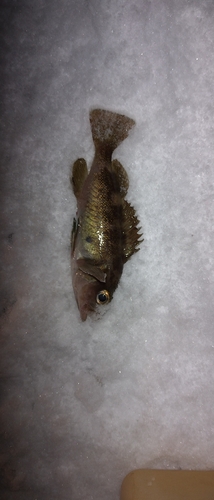 エゾメバルの釣果