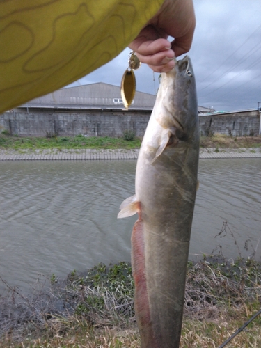 ナマズの釣果