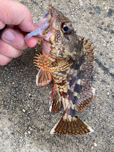 カサゴの釣果