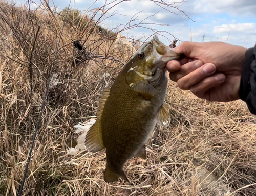 カワムツの釣果