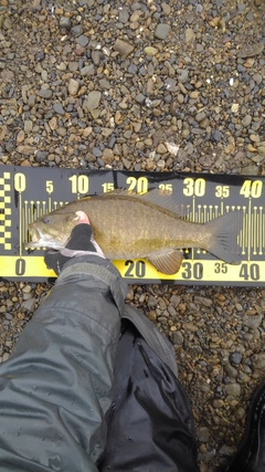 スモールマウスバスの釣果