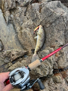 ホッケの釣果