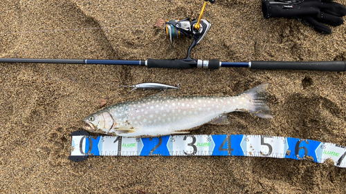 アメマスの釣果