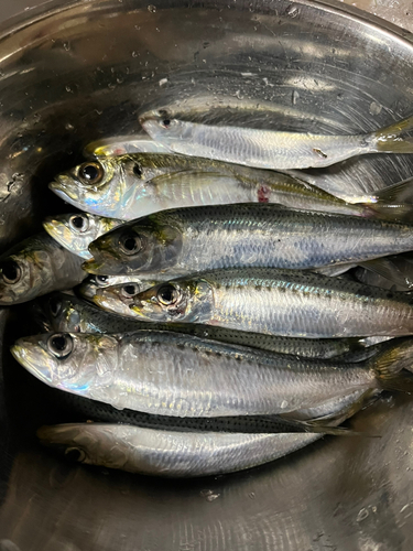 イワシの釣果