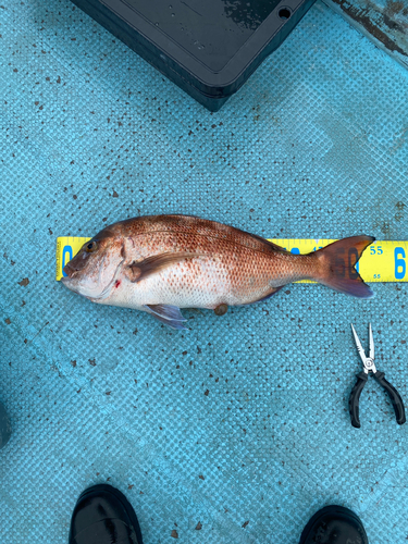 マダイの釣果