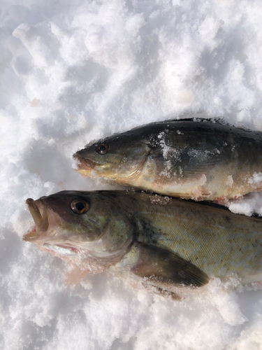 ホッケの釣果