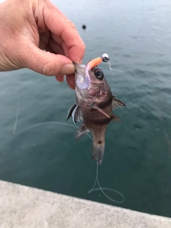 ヨコスジイシモチの釣果