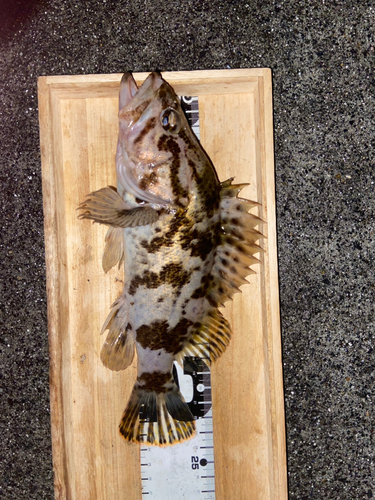 ベッコウゾイの釣果