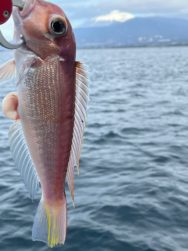 アマダイの釣果